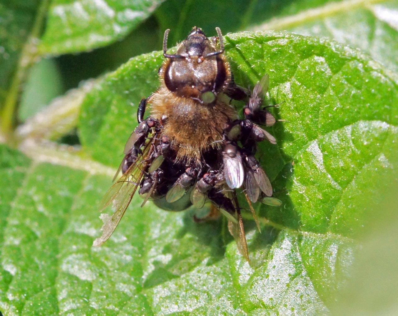 FliegenRaumenAuf